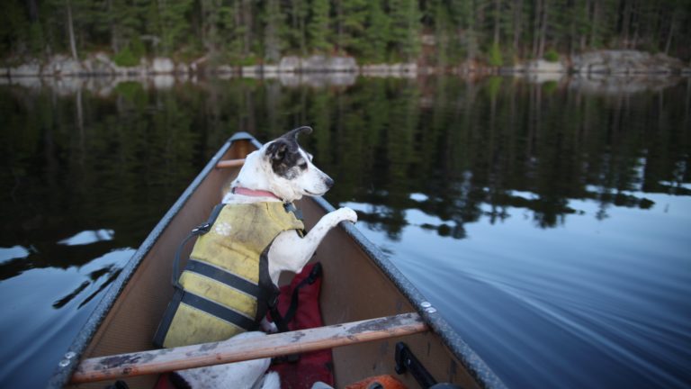 dog in a canoe climbs on the gunnels