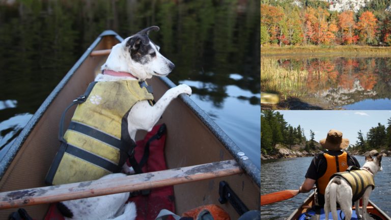 collage of a dog in a canoe, fall view and a man and a dog in a canoe