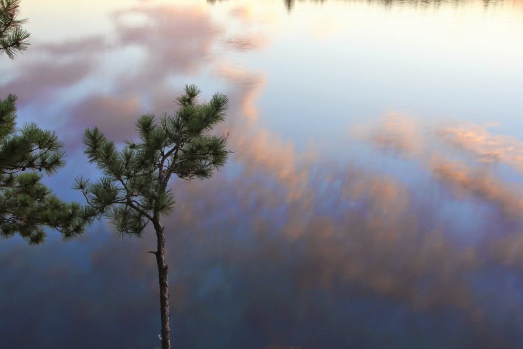 small red pines in front of a pink reflections on the water
