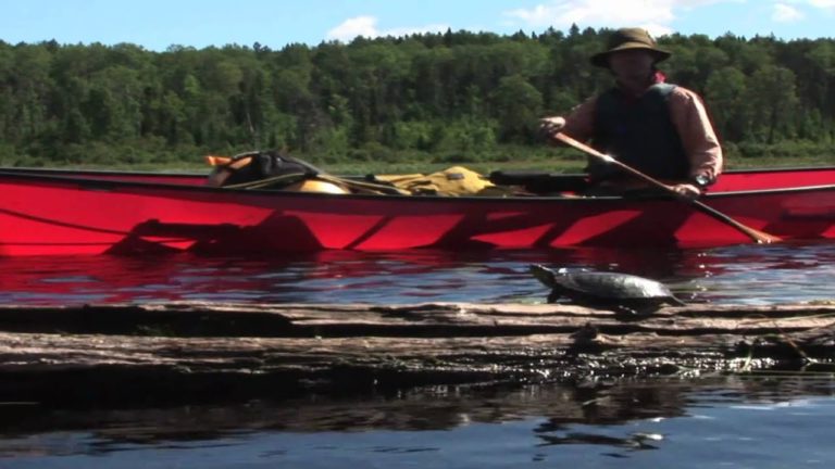 Kevin Callan canoes past a turtle on a log