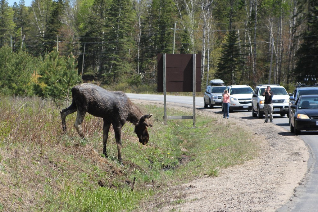 Close encounter with this moose on the portage to Kearney Lake.