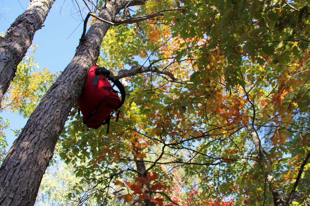 In a dense forest, find an opening in the canopy to hang your food bag.