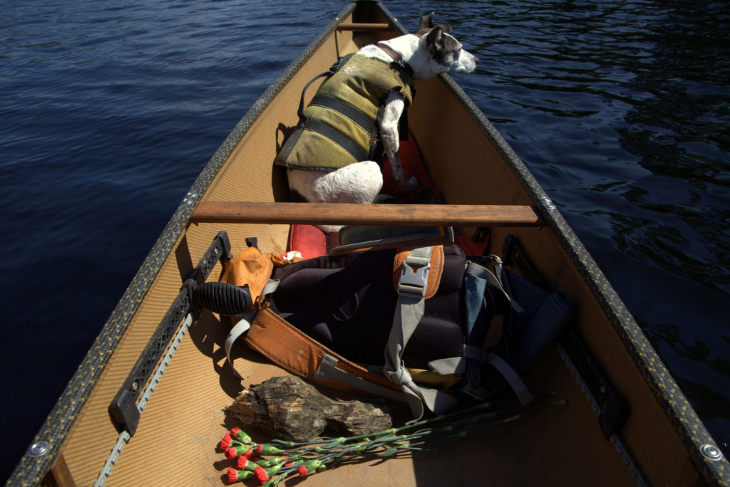 A dog in a canoe with flowers and a broken stump