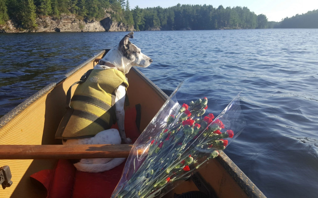 Nancy the dog in a canoe with a bunch of flowers