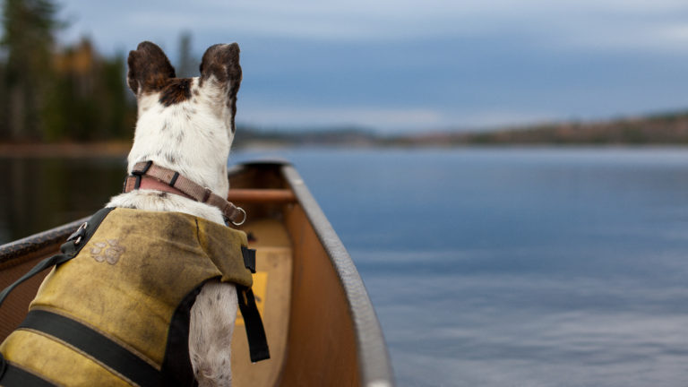 Nancy the dog in a canoe looking out onto the lake