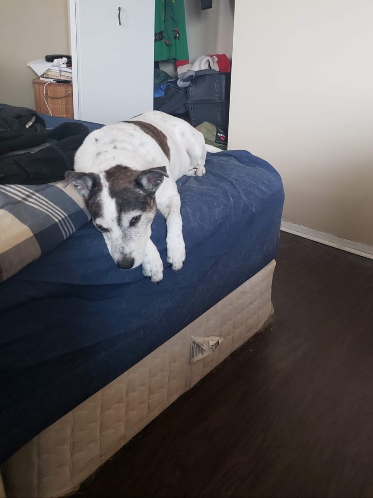 sad dog lies on a bed