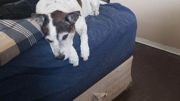 sad dog lies on a bed