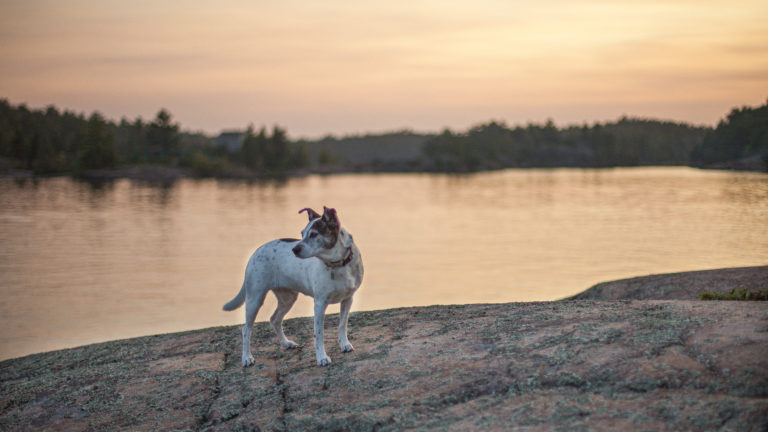 Dog looks back over the French River