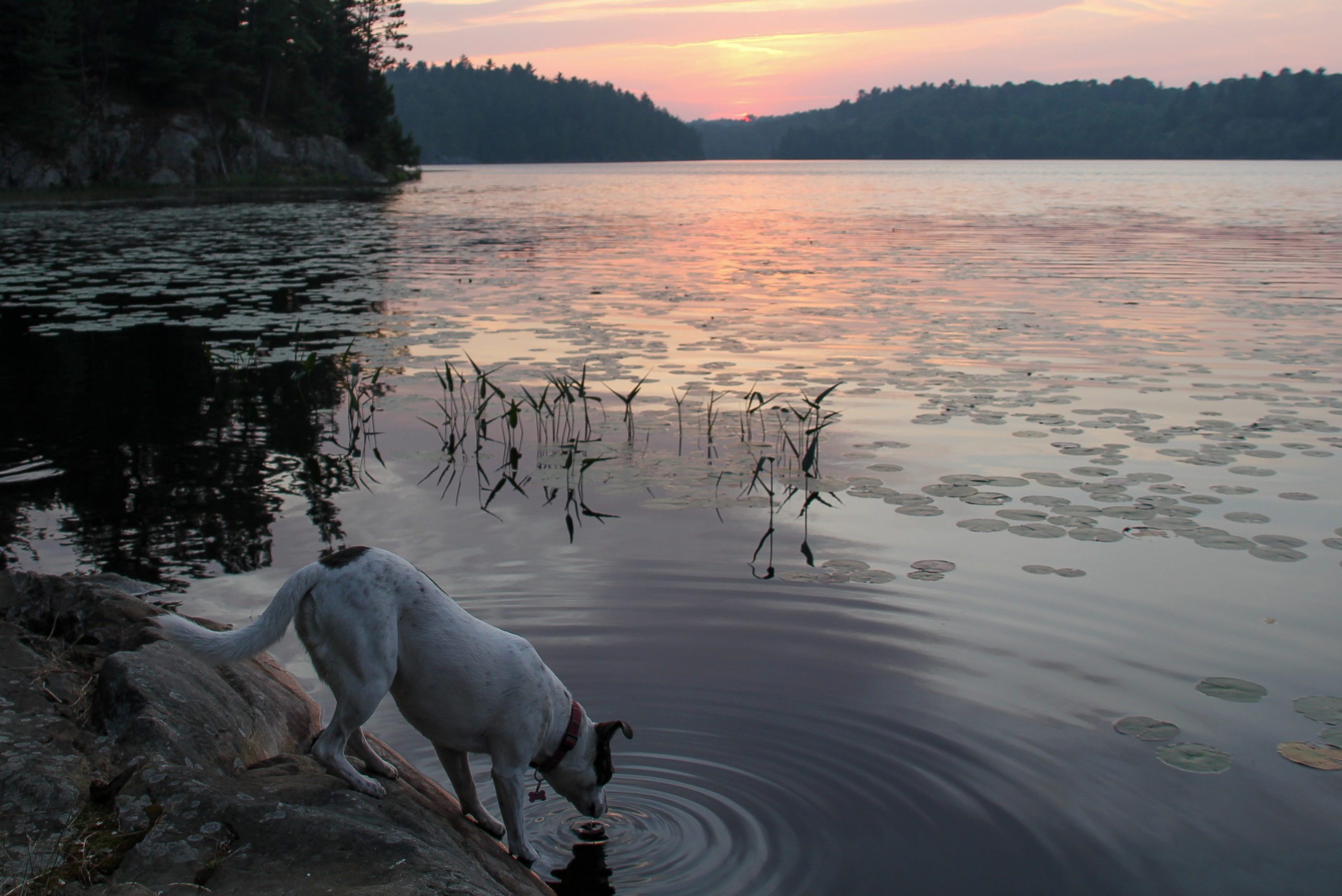 dog drinks water from lake at sunset