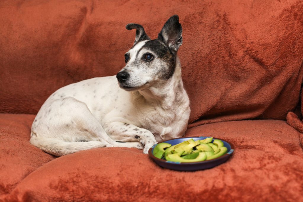 sitting dog looks away from a plate of avocados