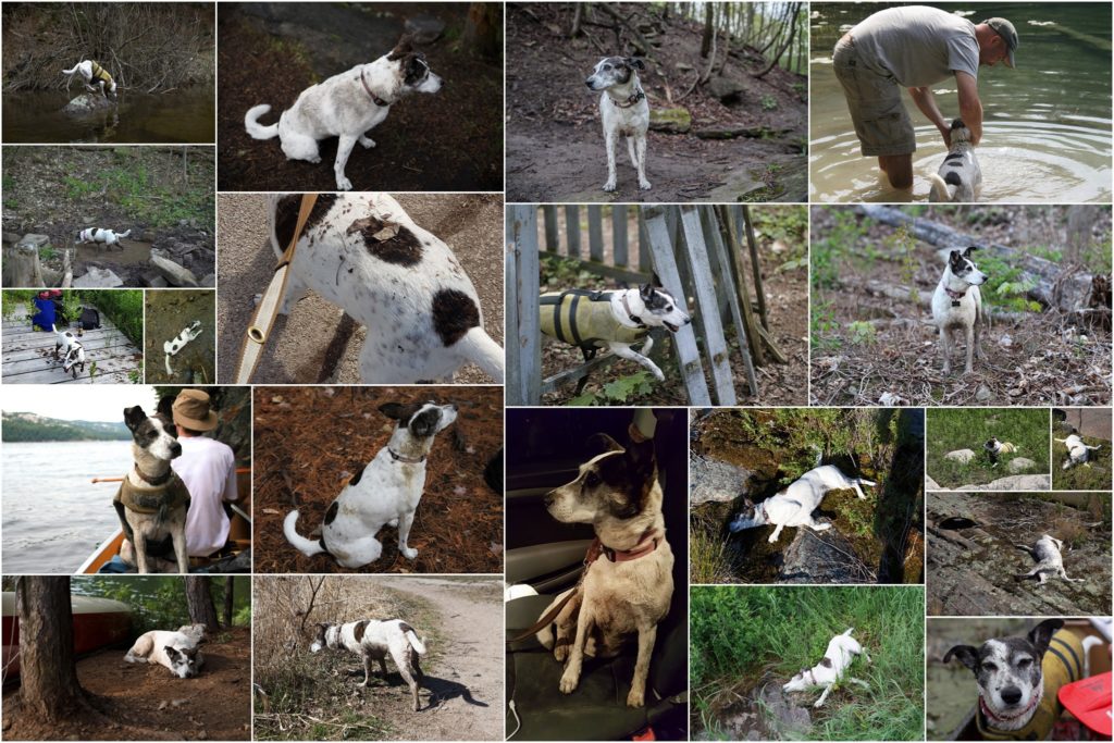 collage of dogs that are dirty