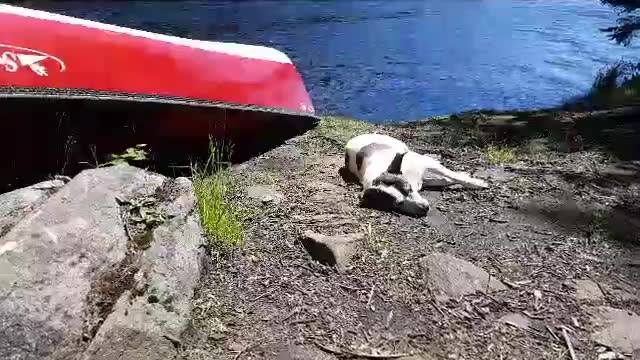 dog naps beside a canoe and lake