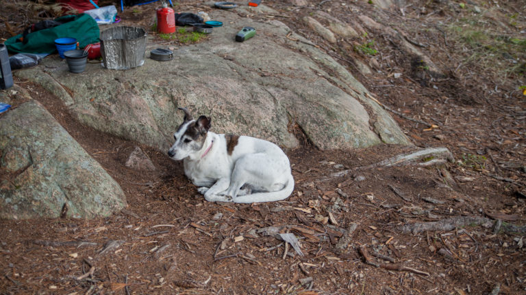 Nancy the dog lies under a rock in camp