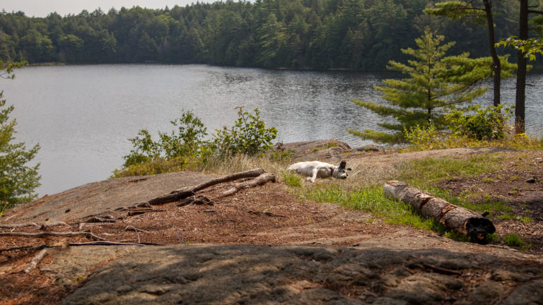 Nancy the dog sleeps on a grassy rock overlooking a lake