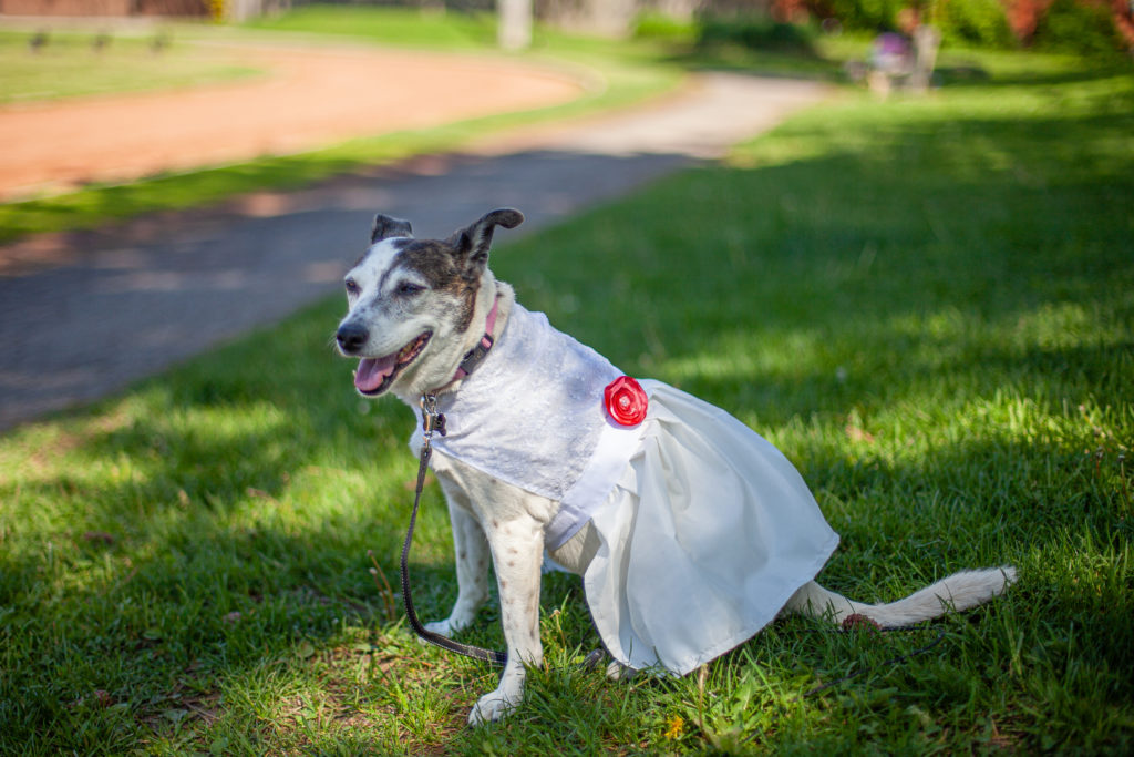 a smiling dog in a prom dress