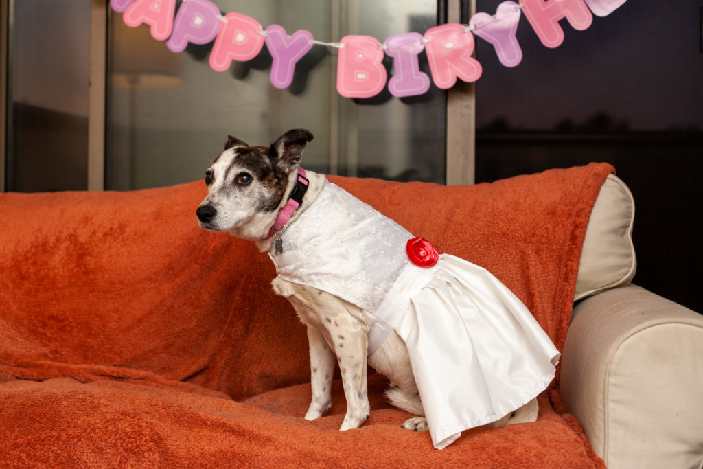 Dog sits on a couch wearing a prom dress
