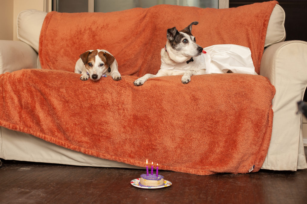 A dog in a bow tie and another in a prom dress look down from a couch at a birthday cake