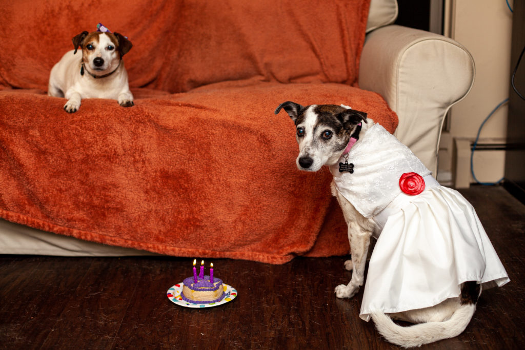 a dog on a couch looks down at a birthday cake beside a dog in a prom dress