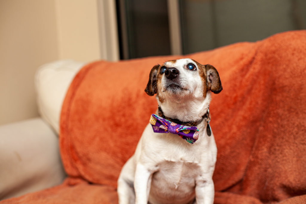 a white dog sits with a bow tie