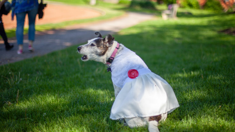 a dog in a prom dress barks at something out of view