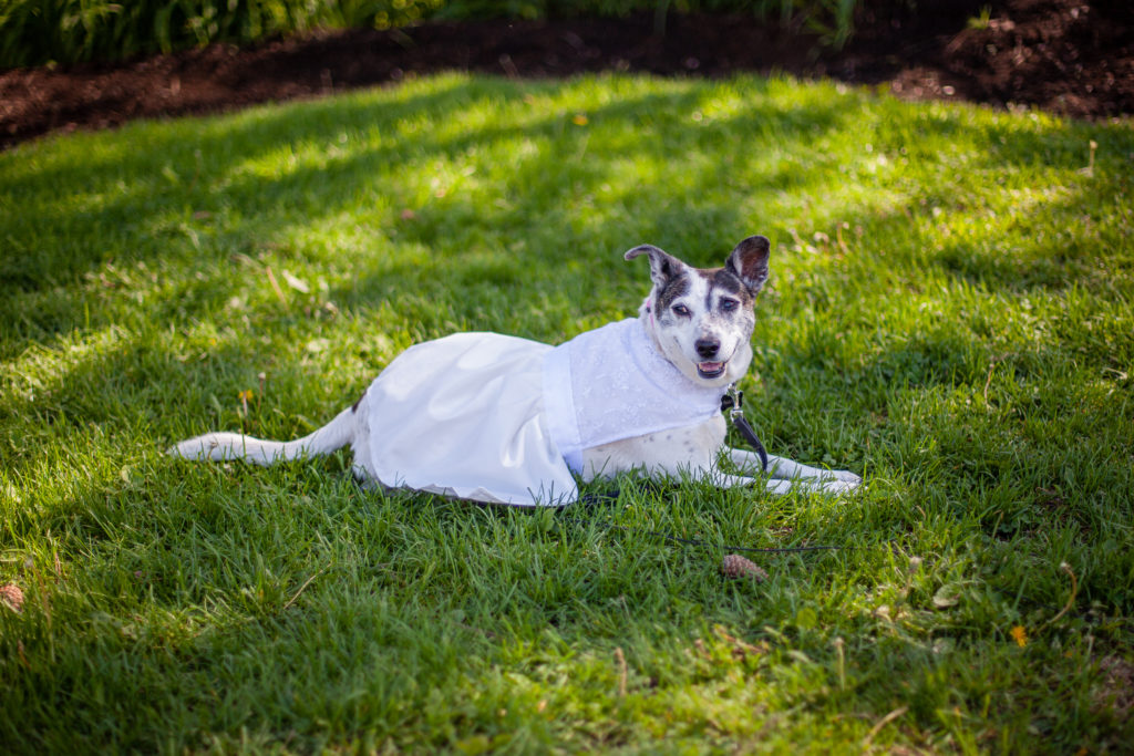 A dog lies on the grass in a prom dress