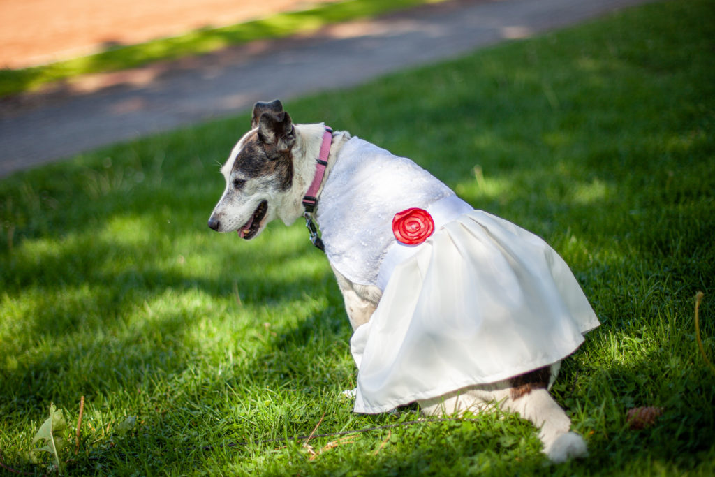 Smiling dog looks down wearing a prom dress