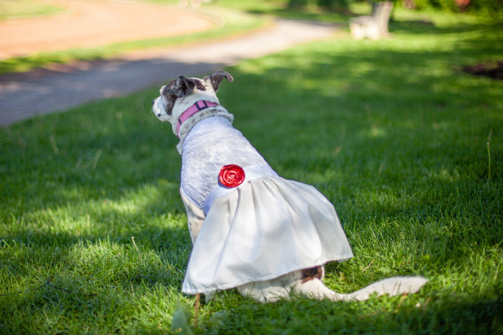 Dog looks away into the distance while wearing a prom dress
