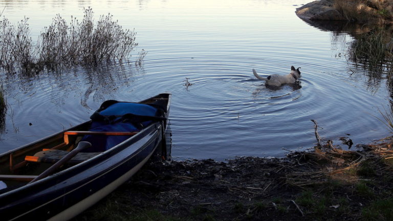 dog swimming off shore with a canoe in the foreground