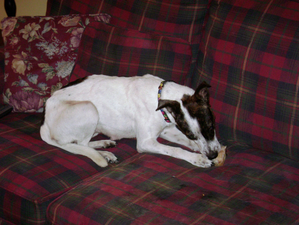 Skinny Nancy (dog) lies on a couch chewing on a bone