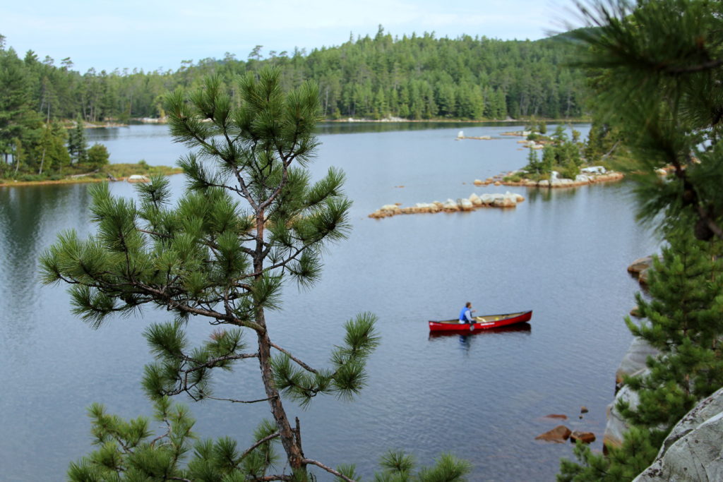 A canoe floats in the distance with a small red pine in the foreground