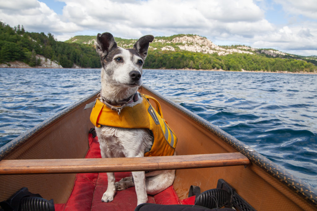 Nancy the dog sits in a canoe, surrounded by blue water and white hills in the background