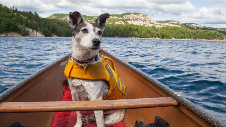 Nancy the dog sits in a canoe, surrounded by blue water and white hills in the background