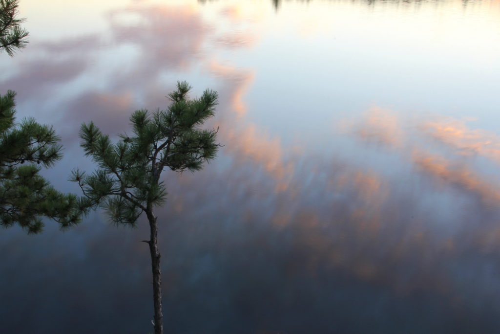 a small red pine in front of the sunset reflecting on Wolf Lake