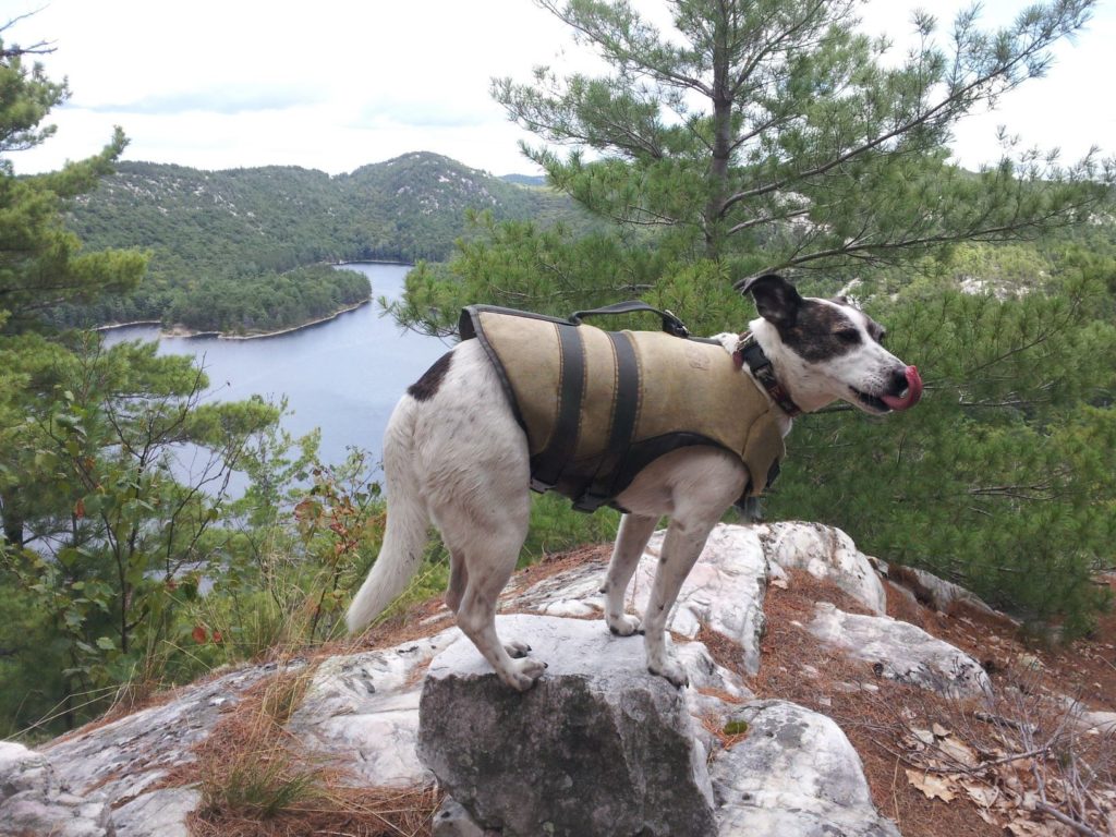 Nancy the dog sits on top of a rock wearing a life jacket
