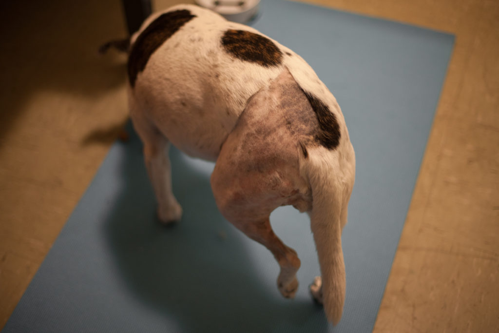 A dog raises her lame leg, shaved from surgery