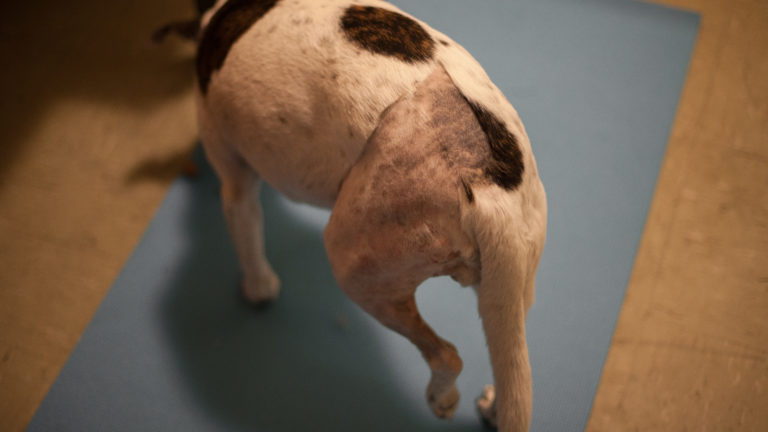 A dog raises her lame leg, shaved from surgery
