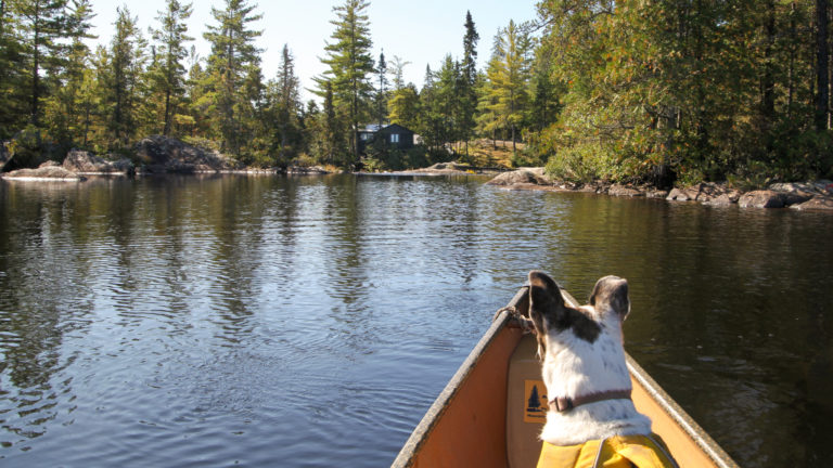 Nancy the dog sits at the bow of a canoe on a river