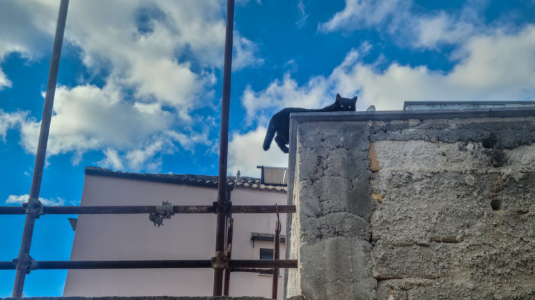 Cat on a roof in Palermo