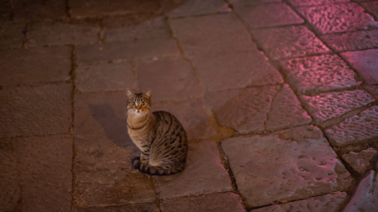 Cat up close on the streets of Palermo, Sicily.