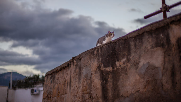 Moody shot of a cat on a roof in Palermo