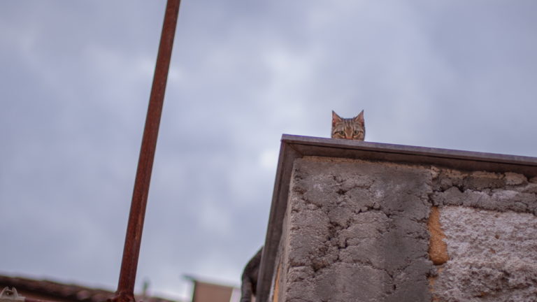 Cat on a roof looks down at you in Palermo