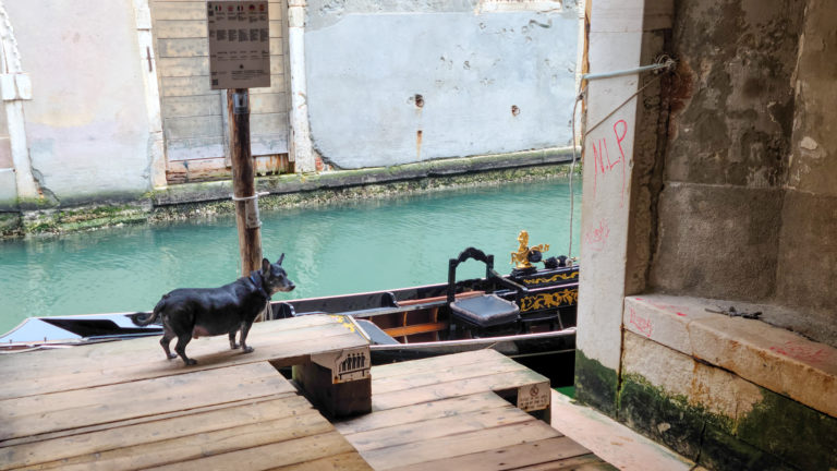 A dog stands by a gondola, Venice, Italy
