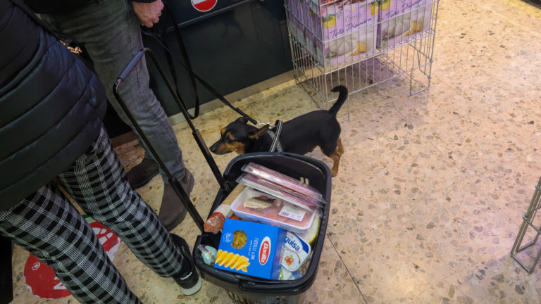 Dog in a market, Venice, Italy