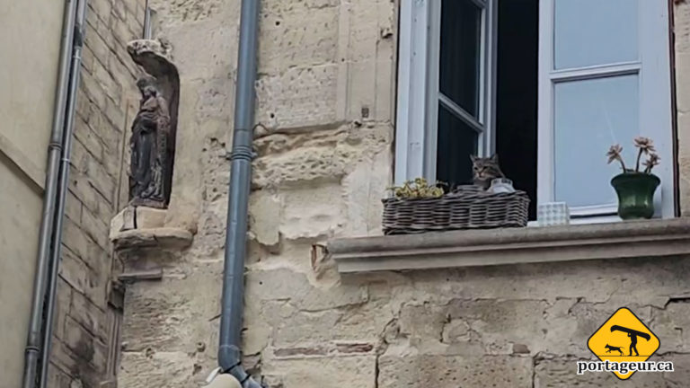 Cat looks from a window sill in Avignon France